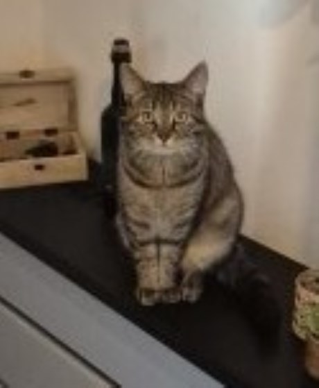 Kat Europese korthaar of huiskat