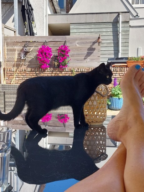 Kat Brits korthaar X