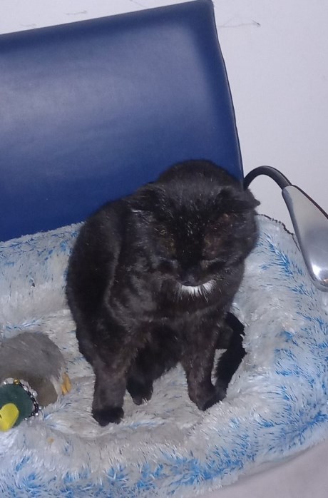 Kat Europese korthaar of huiskat