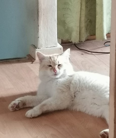 Kat Europese korthaar of huiskat