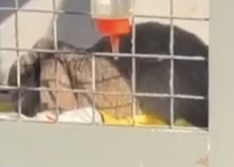 Knaagdier / Haasachtige Konijn