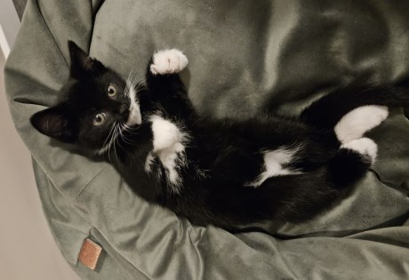 Kat Europese korthaar of huiskat