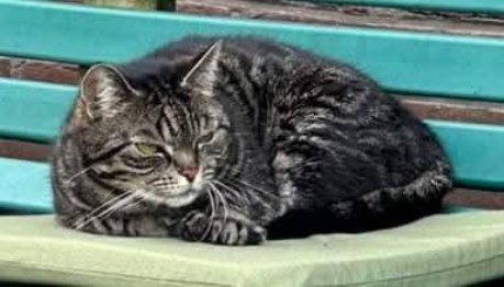 Kat Europese korthaar of huiskat