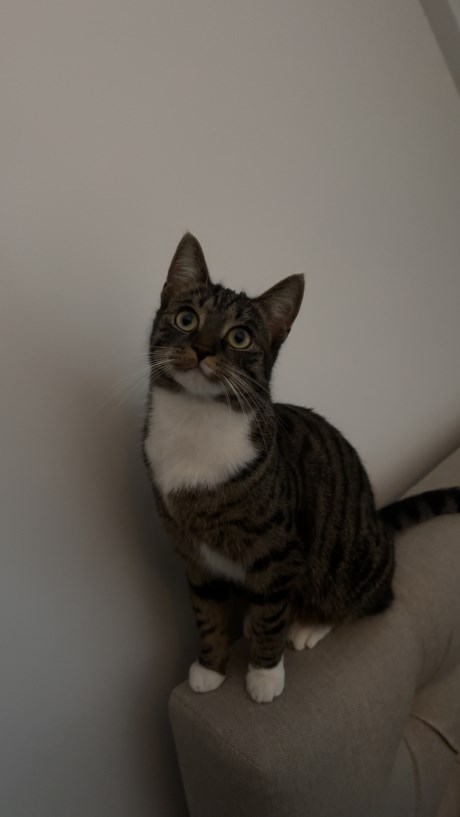 Kat Europese korthaar of huiskat