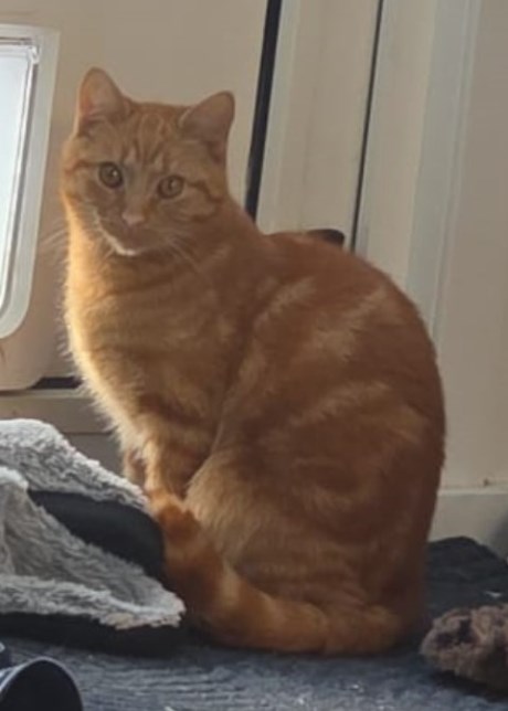 Kat Europese korthaar of huiskat