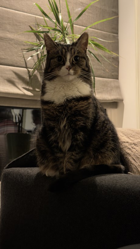 Kat Europese korthaar of huiskat