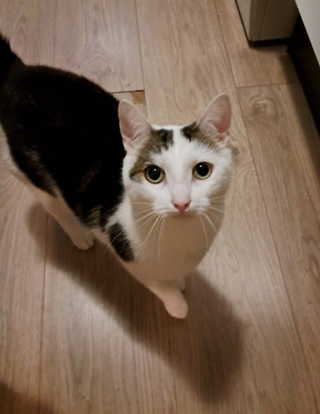 Kat Europese korthaar of huiskat