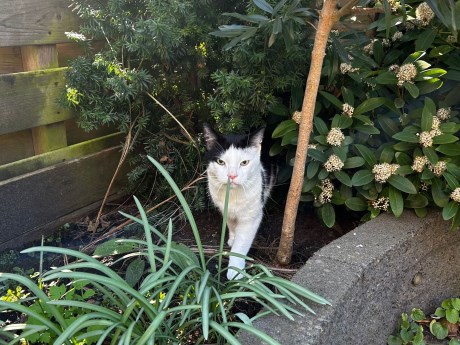 Kat Europese korthaar of huiskat