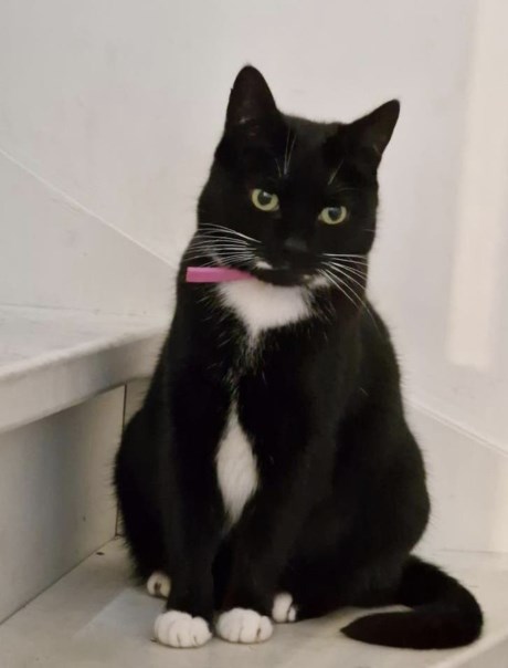 Kat Europese korthaar of huiskat