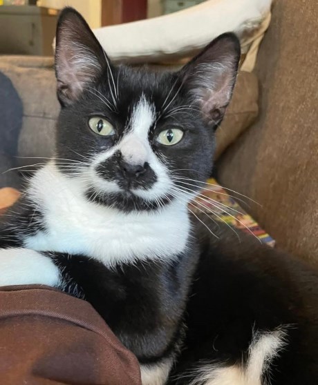 Kat Europese korthaar of huiskat