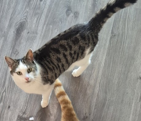 Kat Europese korthaar of huiskat