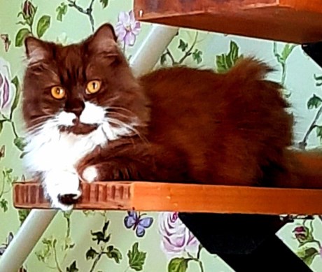 Kat Brits langhaar X