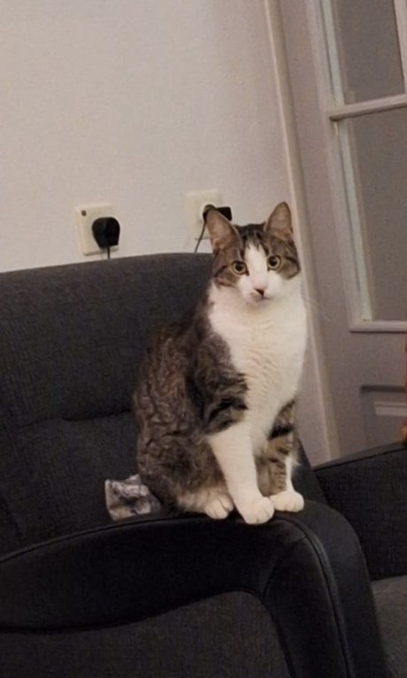 Kat Europese korthaar of huiskat