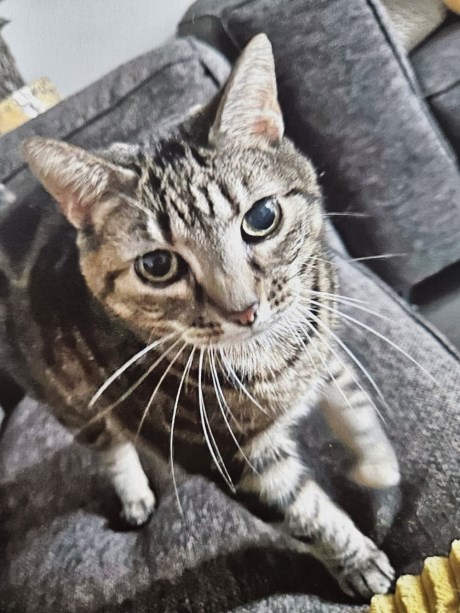 Kat Europese korthaar of huiskat