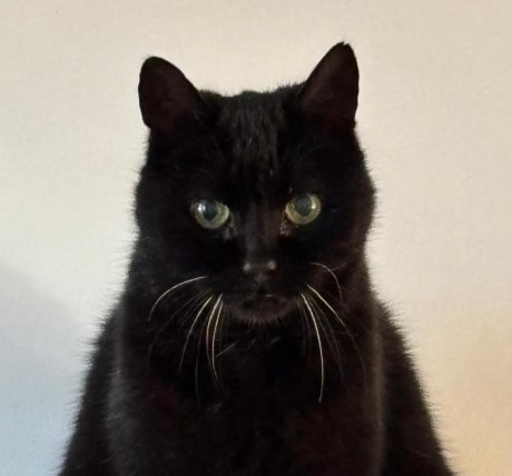 Kat Europese korthaar of huiskat