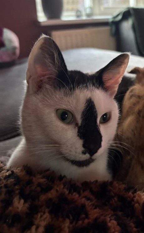 Kat Europese korthaar of huiskat