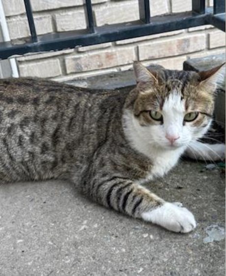 Kat Europese korthaar of huiskat