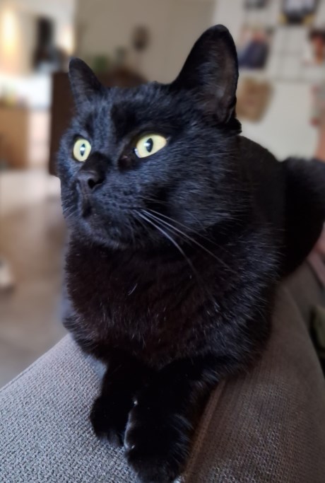 Kat Europese korthaar of huiskat