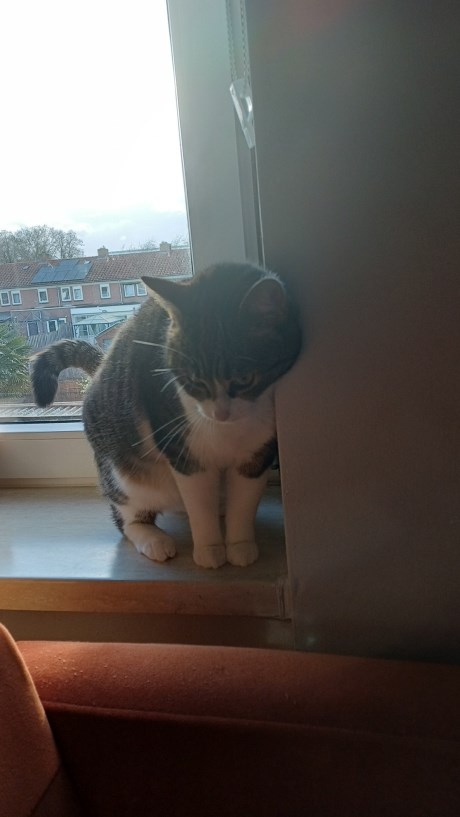 Kat Europese korthaar of huiskat