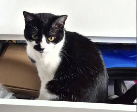 Kat Europese korthaar of huiskat