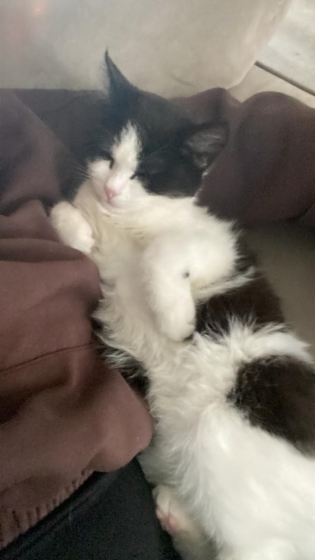 Kat Europese korthaar of huiskat