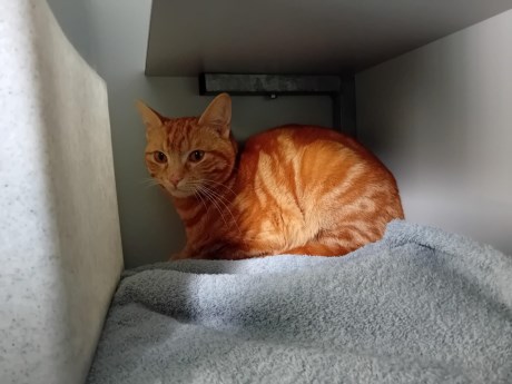 Kat Europese korthaar of huiskat