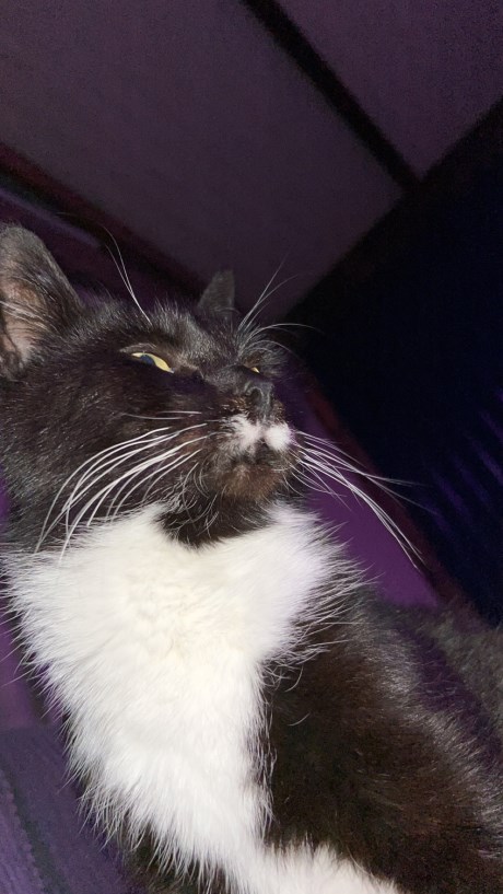 Kat Europese korthaar of huiskat