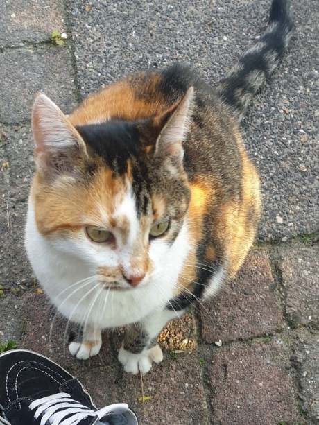 Kat Europese korthaar of huiskat