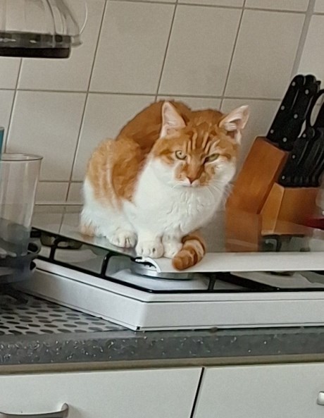 Kat Europese korthaar of huiskat