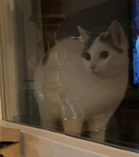 Kat Europese korthaar of huiskat