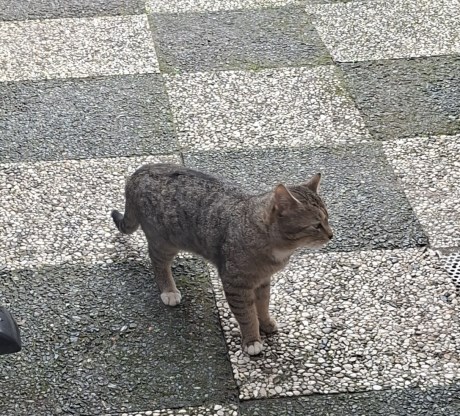 Kat Europese korthaar of huiskat