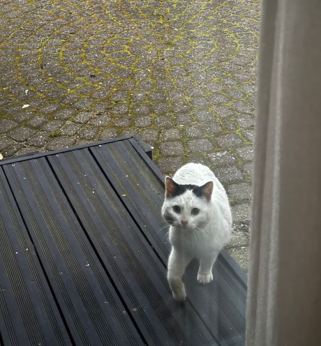 Kat Europese korthaar of huiskat