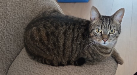 Kat Europese korthaar of huiskat