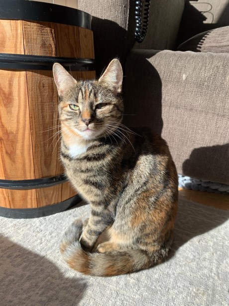 Kat Europese korthaar of huiskat