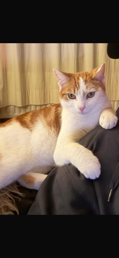 Kat Europese korthaar of huiskat