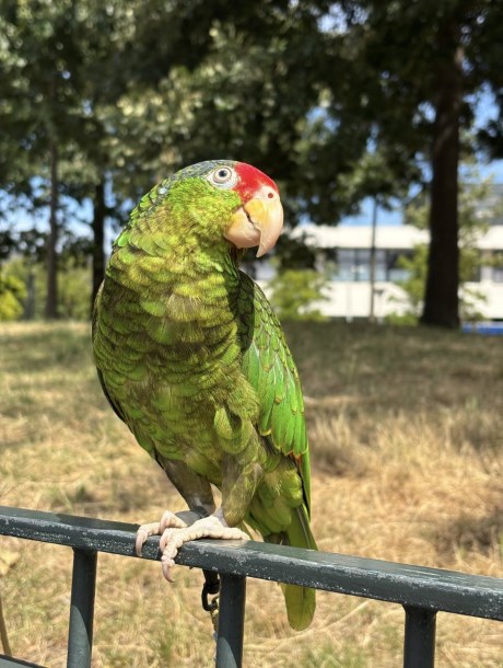 Vogel (Dwerg-)papegaai