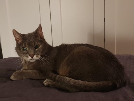 Kat Europese korthaar of huiskat