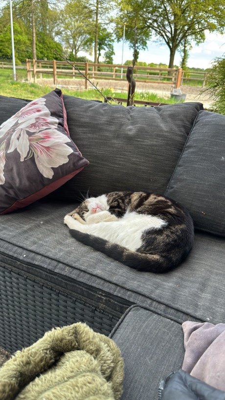 Kat Europese korthaar of huiskat