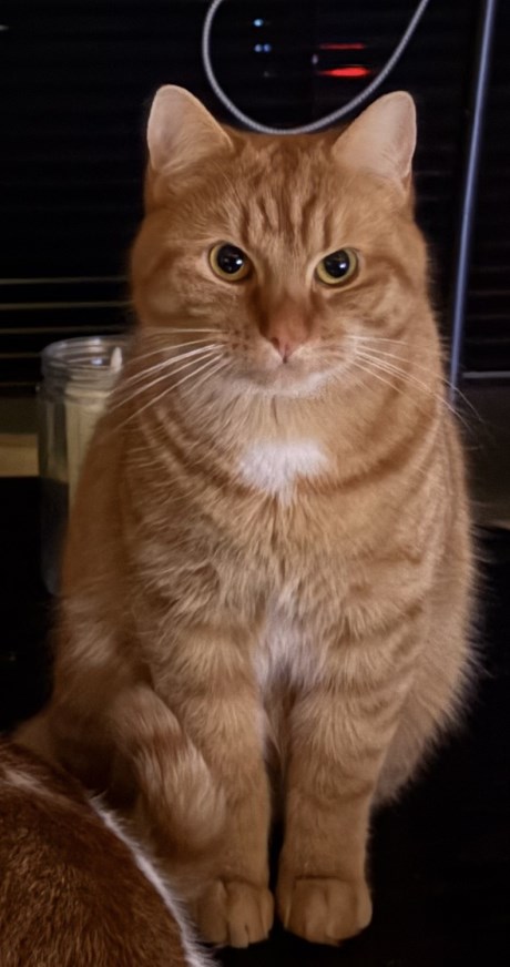 Kat Europese korthaar of huiskat