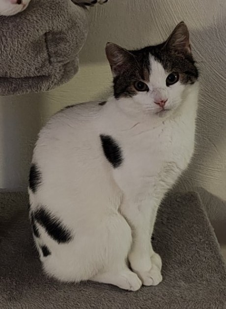 Kat Europese korthaar of huiskat