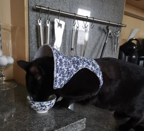 Kat Europese korthaar of huiskat