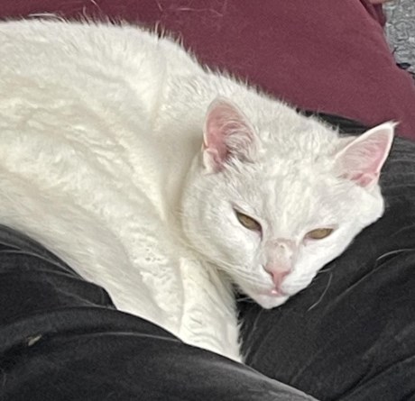 Kat Europese korthaar of huiskat