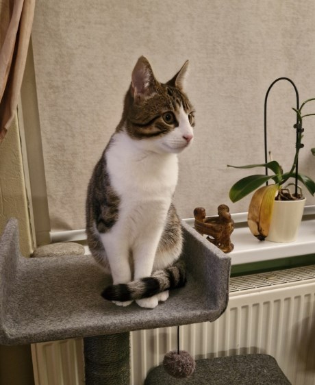 Kat Europese korthaar of huiskat