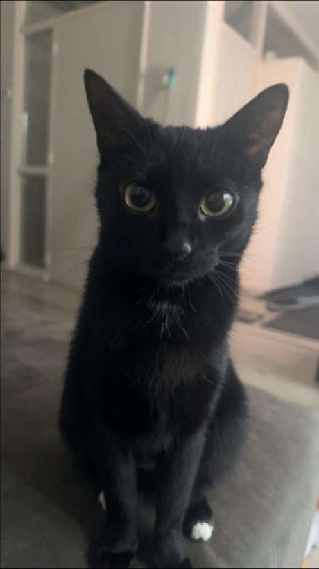 Kat Europese korthaar of huiskat