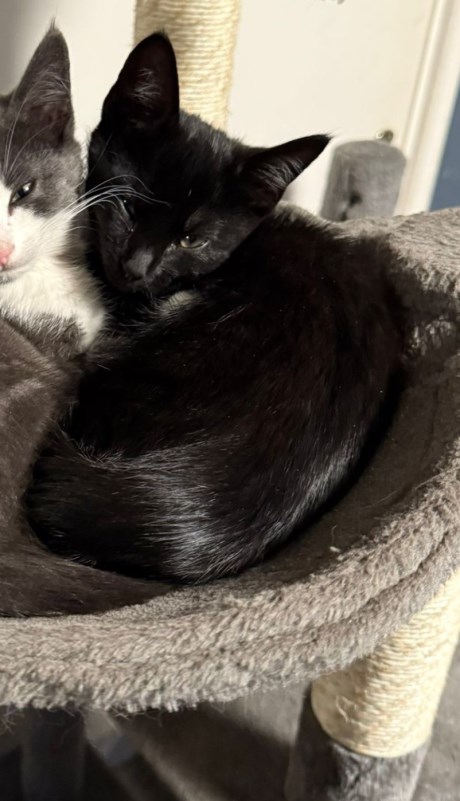 Kat Europese korthaar of huiskat