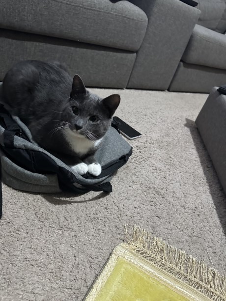 Kat Europese korthaar of huiskat