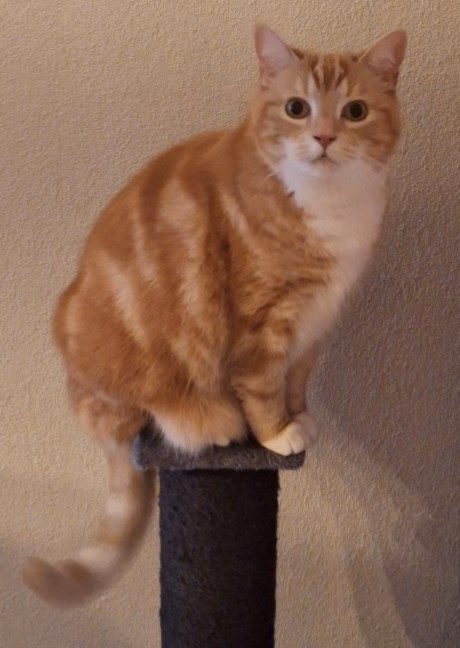 Kat Europese korthaar of huiskat