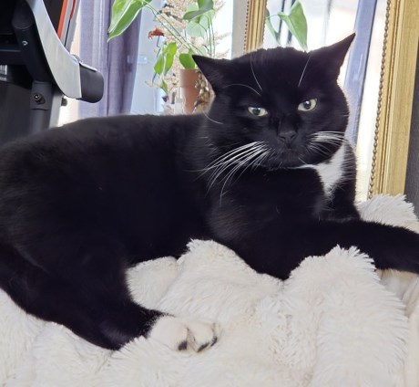 Kat Europese korthaar of huiskat