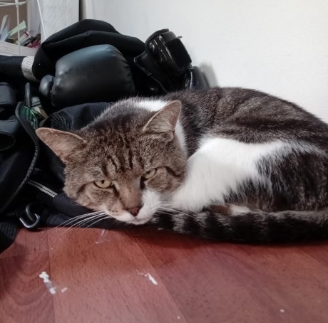 Kat Europese korthaar of huiskat