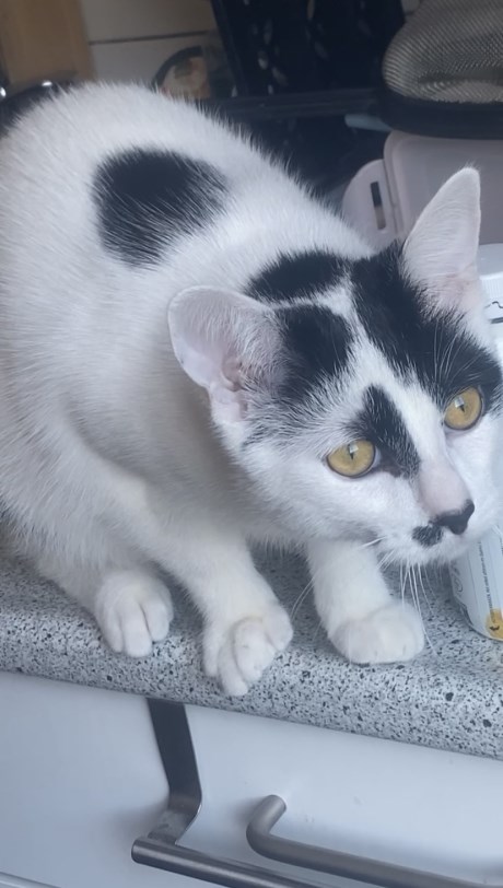 Kat Europese korthaar of huiskat